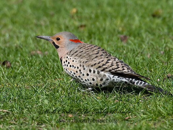 Colaptes auatus  YELLOW-SHAFTED FLICKER 7001822