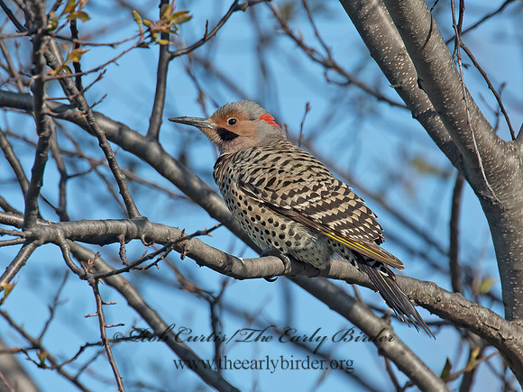 Colaptes auatus  YELLOW-SHAFTED FLICKER 9000155+