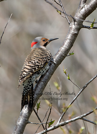 Colaptes auratus  YELLOW-SHAFTED FLICKER 9043045+