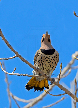 Colaptes auratus  YELLOW-SHAFTED FLICKER 9043131a
