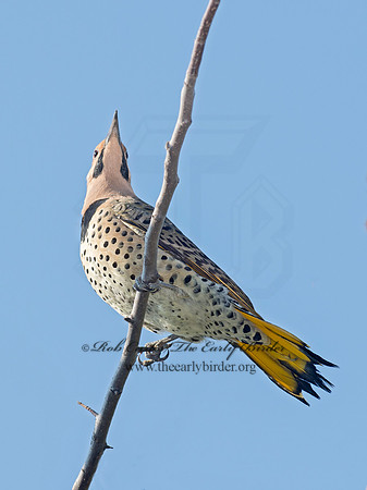 Colaptes auatus  YELLOW-SHAFTED FLICKER 9015326