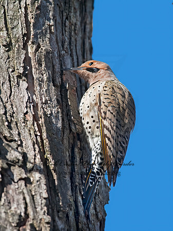 Colaptes auatus  YELLOW-SHAFTED FLICKER 8029857+