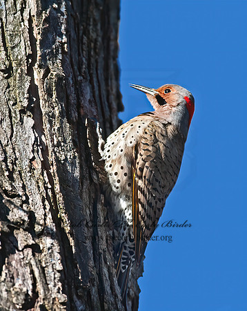 Colaptes auatus  YELLOW-SHAFTED FLICKER 8029858+