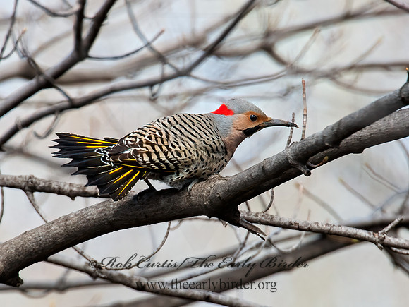 Colaptes auatus  YELLOW-SHAFTED FLICKER 9009541+