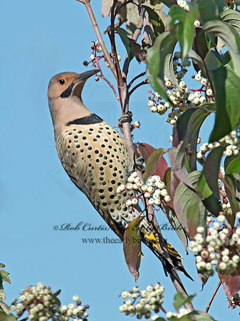 Colaptes auatus  YELLOW-SHAFTED FLICKER 9015077+