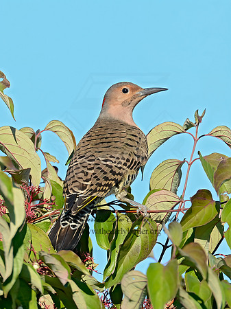 Colaptes auatus  YELLOW-SHAFTED FLICKER 9015092+