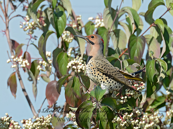 Colaptes auatus  YELLOW-SHAFTED FLICKER 9015128+