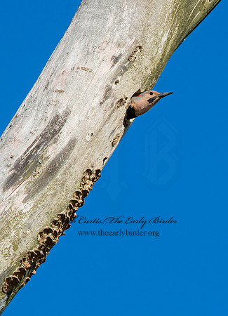 Colaptes auratus  YELLOW-SHAFTED FLICKER 9046952
