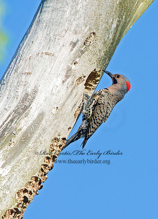 Colaptes auratus  YELLOW-SHAFTED FLICKER 9046919
