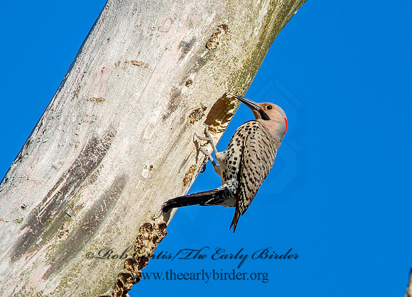 Colaptes auratus  YELLOW-SHAFTED FLICKER 9046945