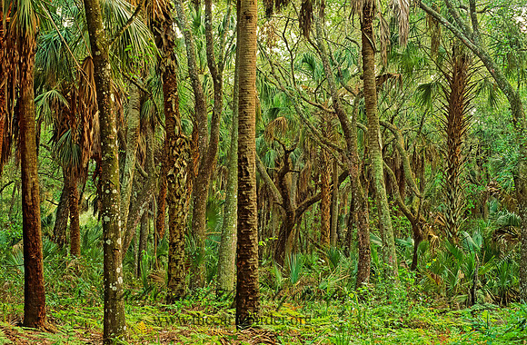 Kissimmee SP 260808z