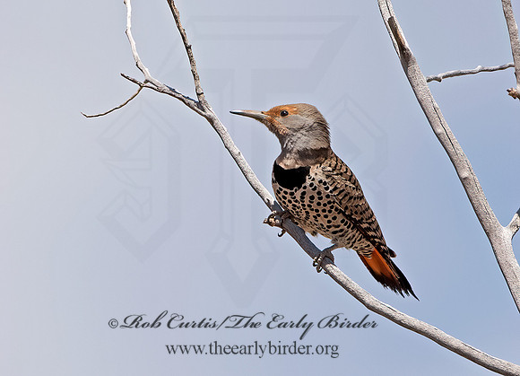 Colaptes auratus cafer  RED-SHAFTED FLICKER 9054605+