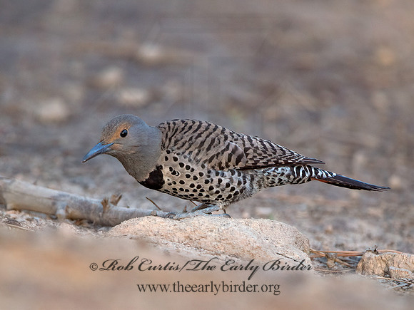 Colaptes auratus cafer  RED-SHAFTED FLICKER 9057003+