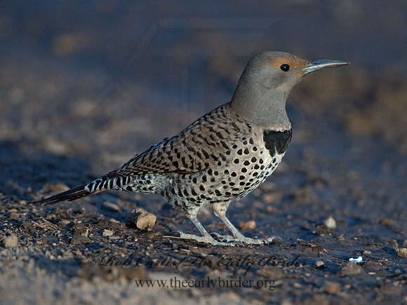 Colaptes auratus cafer  RED-SHAFTED FLICKER 9057004+