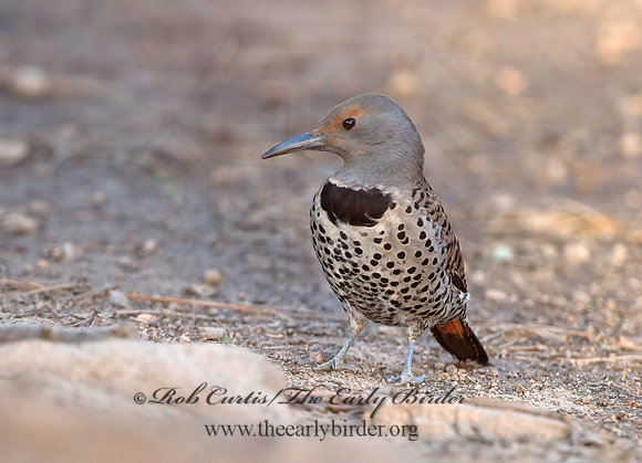Colaptes auratus cafer  RED-SHAFTED FLICKER 9057001+