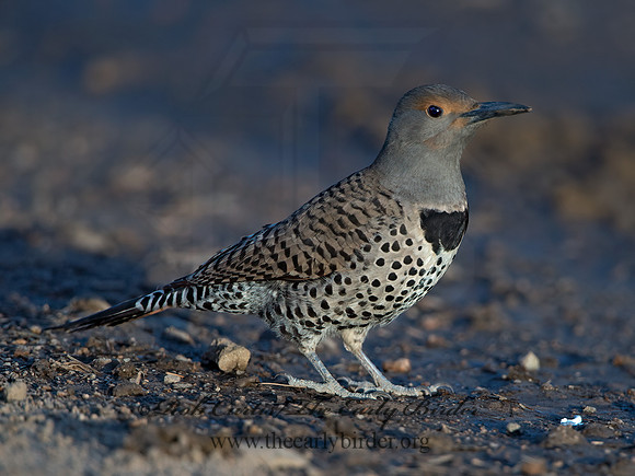 Colaptes auratus cafer  RED-SHAFTED FLICKER 9057005+