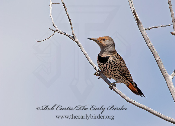 Colaptes auratus cafer  RED-SHAFTED FLICKER 9054604+