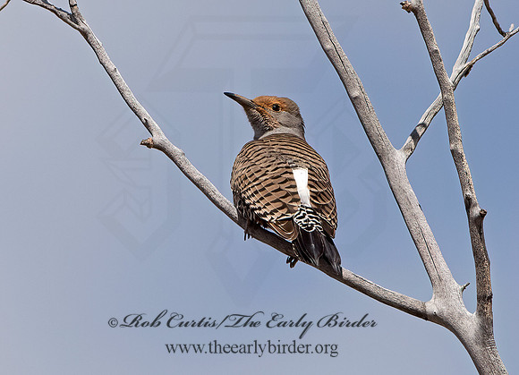Colaptes auratus cafer  RED-SHAFTED FLICKER 9054603+