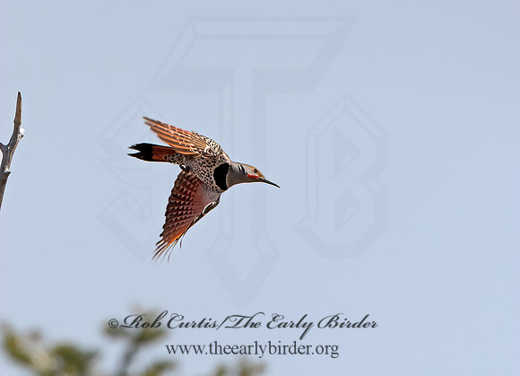 Colaptes auratus cafer  RED-SHAFTED FLICKER 9054562+
