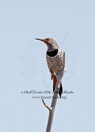 Colaptes auratus cafer  RED-SHAFTED FLICKER 9054561+