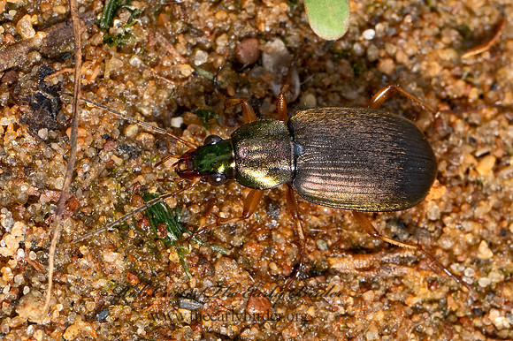 Chlaenius pennsylvanicus  CHLAENINI GROUND BEETLE 9079780z