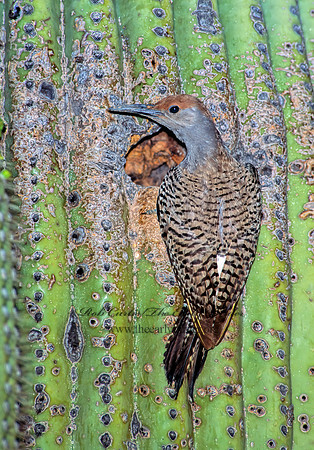 Colaptes chrysoides  GILDED FLICKER 93731+