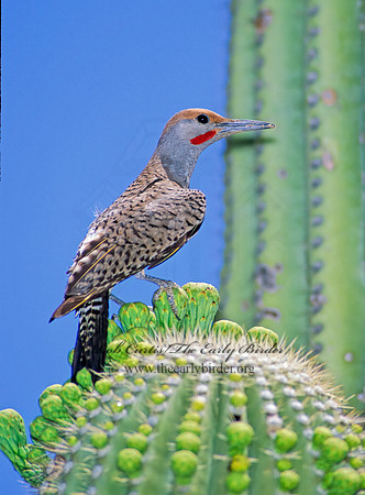 Colaptes chrysoides  GILDED FLICKER 93737+