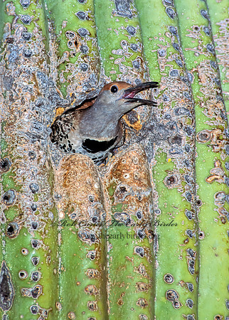 Colaptes chrysoides  GILDED FLICKER 93729+