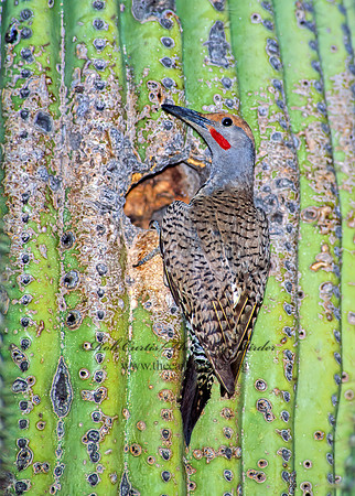 Colaptes chrysoides  GILDED FLICKER 93728+