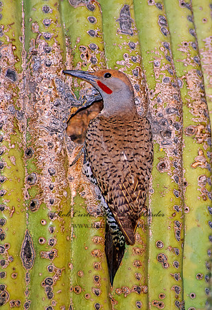 Colaptes chrysoides  GILDED FLICKER 93806+