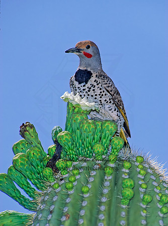 Colaptes chrysoides  GILDED FLICKER 93719+