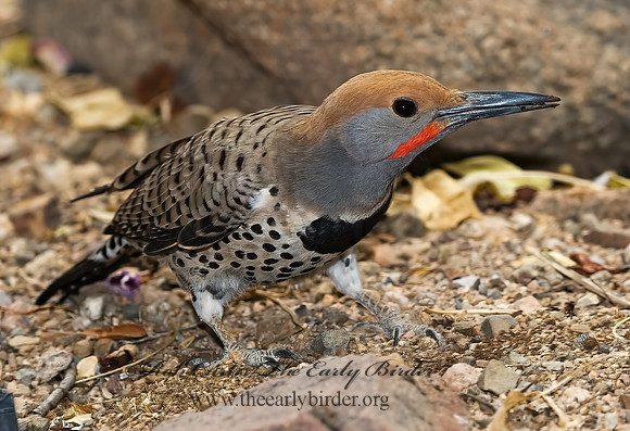 Colaptes chrysoides  GILDED FLICKER 6025463+