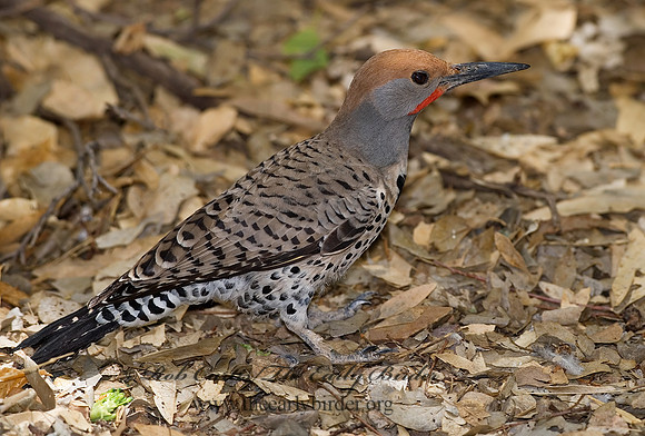 Colaptes chrysoides  GILDED FLICKER 6025332