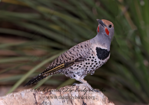 Colaptes chrysoides  GILDED FLICKER 6025466+