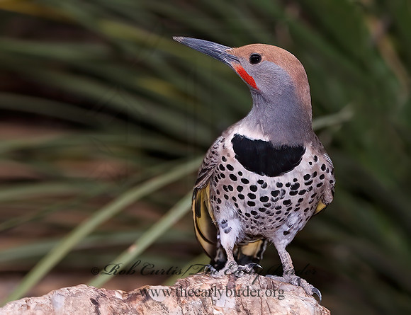 Colaptes chrysoides  GILDED FLICKER 6025467+