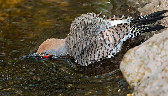 Colaptes chrysoides  GILDED FLICKER 6025302+
