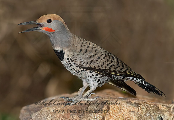 Colaptes chrysoides  GILDED FLICKER 6025324+