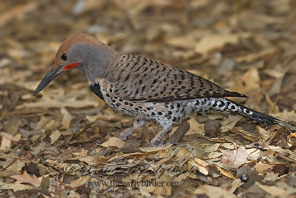 Colaptes chrysoides  GILDED FLICKER 6025329+