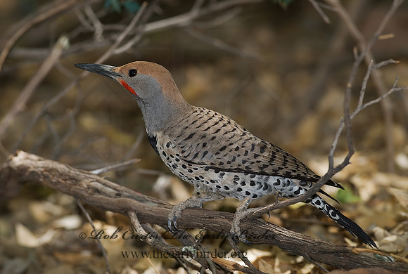 Colaptes chrysoides  GILDED FLICKER 6025333