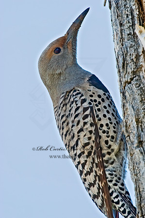 Colaptes chrysoides  GILDED FLICKER 5006284+
