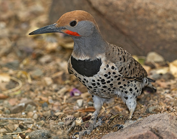 Colaptes chrysoides  GILDED FLICKER 6025464