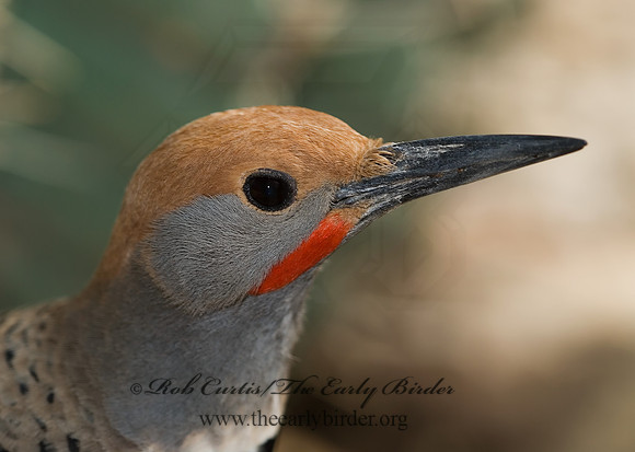 Colaptes chrysoides  GILDED FLICKER 6025510