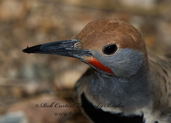 Colaptes chrysoides  GILDED FLICKER 6025512