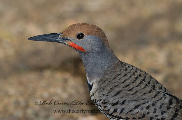 Colaptes chrysoides  GILDED FLICKER 6025523