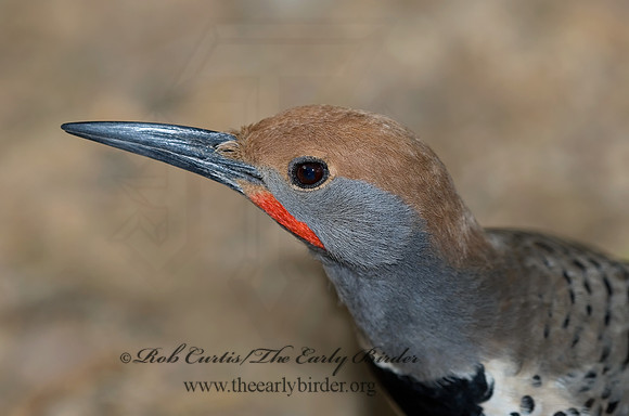 Colaptes chrysoides  GILDED FLICKER 6025524