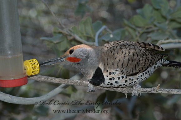 Colaptes chrysoides  GILDED FLICKER 5005515