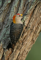 Melanerpes aurifrons  GOLDEN-FRONTED WOODPECKER 6023137+
