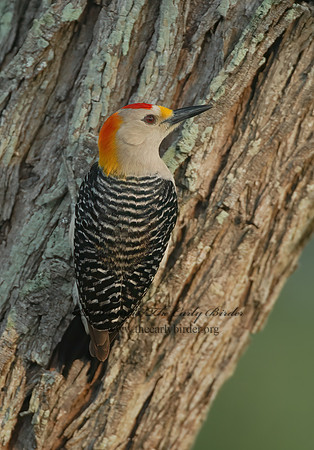 Melanerpes aurifrons  GOLDEN-FRONTED WOODPECKER 6023137+
