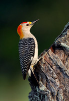 Melanerpes aurifrons  GOLDEN-FRONTED WOODPECKER 6023135