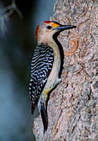 Melanerpes aurifrons  GOLDEN-FRONTED WOODPECKER 53307